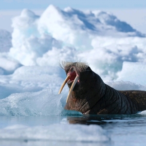 Walrus smile Tommy Simonsen 1