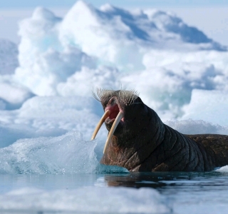 Walrus smile Tommy Simonsen