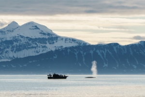 Lukket RIB-båt på Isfjorden under midnattsolen, omgitt av arktisk fjordlandskap og fjell på Svalbard.